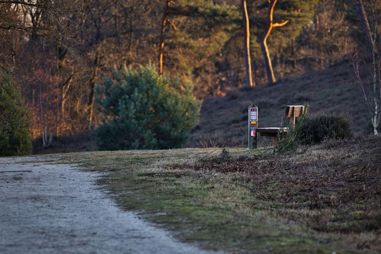 Serene forest landscape featuring a pathway and wooden bench at sunset.
